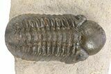 Bargain, Reedops Trilobite - Atchana, Morocco #340902-1